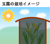 玉露の栽培イメージ